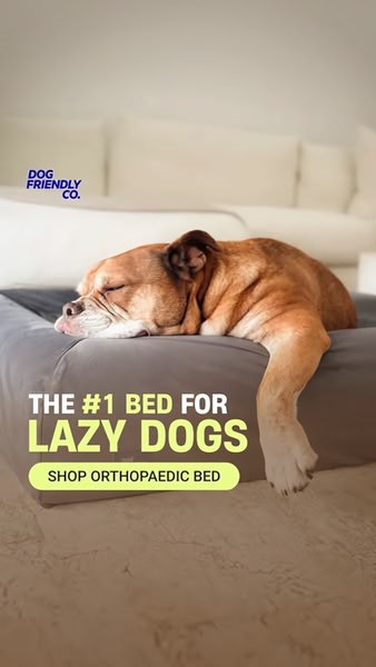 dog bed, pet bed, orthopedic bed, dog mattress, pet furniture, dog cushion, memory foam bed, product launch, social proof, lifestyle, calm, warm, neutral, yellow